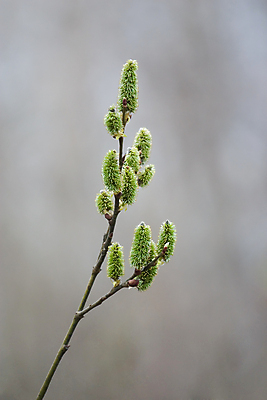 포토 JPG 해외이미지 나무 식물 꽃 야생동물 어린이 꽃무늬 자연 부활절 사람없음 노란색 봄 벚꽃 흰색 나뭇가지 신선 버드나무 꽃가루 솜털 해외포토 동물 계절 기념일 컬러 무늬 사람 가루 생태계 파일형식 이미지허브