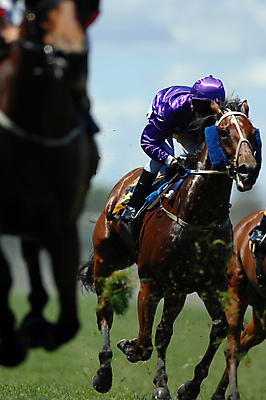 포토 JPG 해외이미지 스포츠 사람없음 뒷모습 경쟁 레이싱 우승 승마 위험 시작 선로 해외포토 뷰포인트 컨셉 시합 최고 파일형식 이미지허브