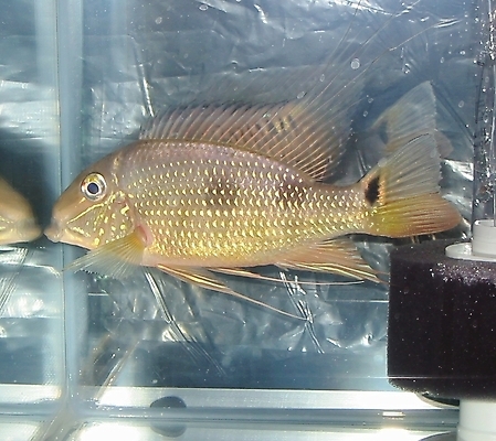 포토 JPG 해외이미지 동물 야생동물 자연 천사 생물 어류 사람없음 물 반려동물 강 컬러풀 뷰티 노란색 환경 수중 수영 줄무늬 작음 어항 다이빙 꼬리 탱크 지느러미 부드러움 수영선수 수족관 강렬 민물 아마존 해외포토 자연요소 컬러 무늬 운동선수 수중동물 수상스포츠 감각 크기 생태계 수중스포츠 파일형식 이미지허브