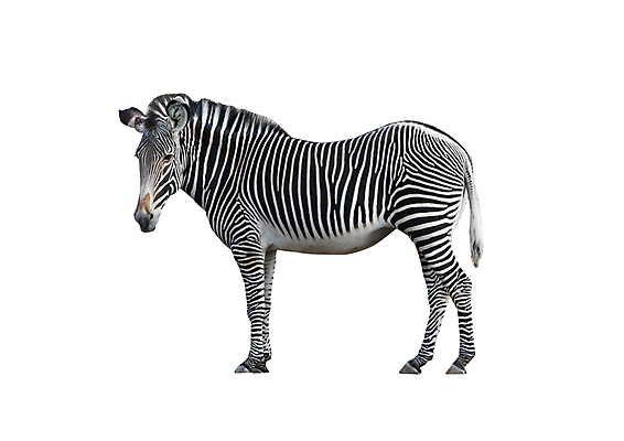 포토 JPG 해외이미지 동물 야생동물 백그라운드 포유류 아프리카 자연 초식동물 동물원 서기 사람없음 옆모습 검은색 줄무늬 손상 회색 흰색 사파리 얼룩말 고립 사바나 이국적 해외포토 나라 뷰포인트 컬러 컨셉 무늬 모션 말_동물 생태계 파일형식 이미지허브