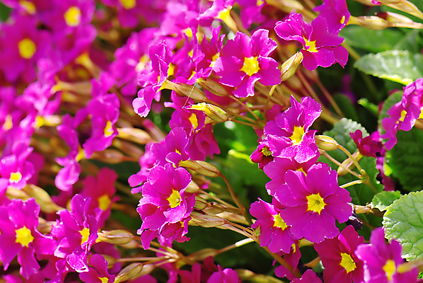 포토 JPG 해외이미지 식물 계절 꽃잎 꽃 꽃무늬 밭 자연 사람없음 초록색 파란색 컬러풀 뷰티 농장 환경 정원 맑음 보라색 봄 벚꽃 시골 신선 닫기 제비꽃 내추럴 프리뮬러 해외포토 컬러 무늬 농업 모션 날씨 생태계 파일형식 이미지허브