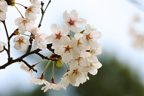 포토 JPG 해외이미지 주간 공원 꽃잎 사람없음 야외 봄 벚꽃 개화 해외포토 자연요소 계절 공공시설 꽃 파일형식 이미지허브