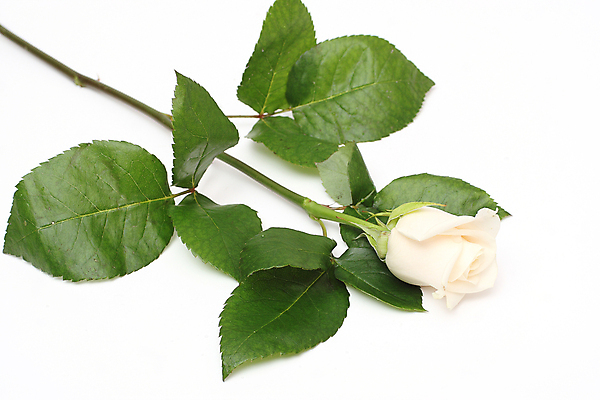 포토 JPG 해외이미지 식물 꽃잎 꽃 줄기 꽃다발 결혼 잎 자연 휴가 발렌타인데이 선물 사람없음 초록색 뷰티 장미 머리 벚꽃 축하 다발 크림 보따리 꽃봉오리 완전 해외포토 컬러 컨셉 데이이벤트 이벤트 신체부위 생태계 파일형식 이미지허브