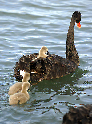 포토 JPG 해외이미지 동물 호수 가족 조류 엄마 병아리 사람없음 물 검은색 아기 연못 승차 깃털 백조 해외포토 자연요소 컬러 관계 모션 사람 파일형식 이미지허브
