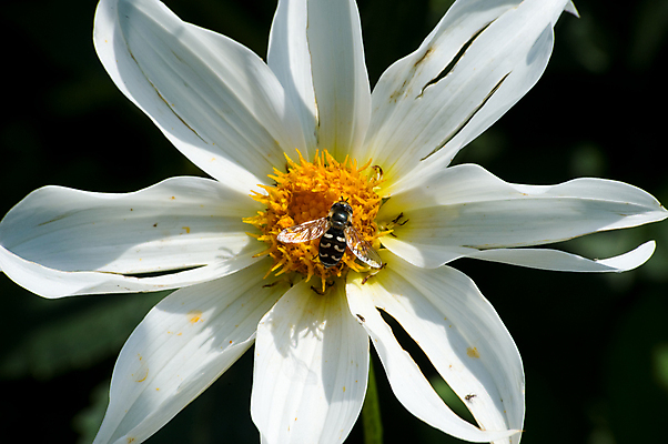 포토 JPG 해외이미지 식물 동물 꽃 꽃다발 곤충 잎 밭 자연 씨앗 초원 사람없음 가로 초록색 컬러풀 정원 보라색 봄 벚꽃 흰색 개화 벌레 말벌 벌 유기농 원예 꿀 해외포토 웰빙 계절 컬러 농업 취미 벌_곤충 생태계 파일형식 이미지허브