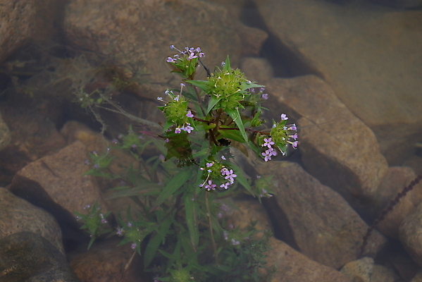 포토 JPG 해외이미지 식물 꽃무늬 자연 사람없음 물 연못 해외포토 자연요소 꽃 무늬 생태계 파일형식 이미지허브