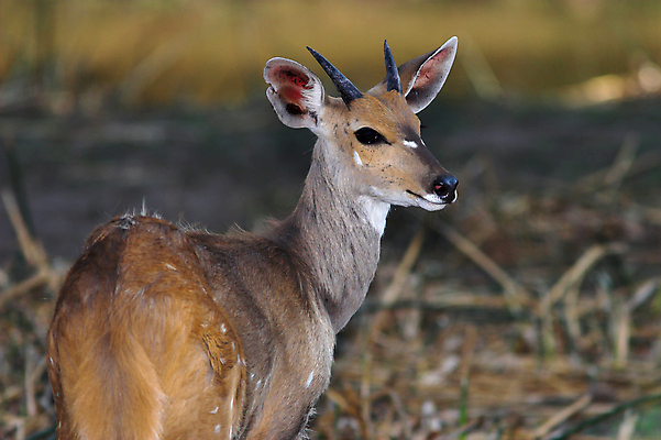 포토 JPG 해외이미지 나무 식물 동물 공원 남자 야생동물 포유류 아프리카 자연 초식동물 사슴 뿔 사람없음 달러 게임 황무지 사파리 귀 영양 남쪽 가젤 전국 해외포토 공공시설 나라 돈 놀이 사람 신체부위 방향 생태계 파일형식 이미지허브