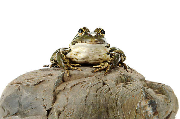 포토 JPG 해외이미지 동물 응시 야생동물 가족 자연 개구리 양서류 앉기 사람없음 초록색 반려동물 젖음 흰색 점 오브젝트 호기심 싱글 생물학 주둥이 물갈퀴 노려봄 고립 끈적임 해외포토 시선 교육 감정 컬러 컨셉 관계 모션 표정 생태계 파일형식 이미지허브