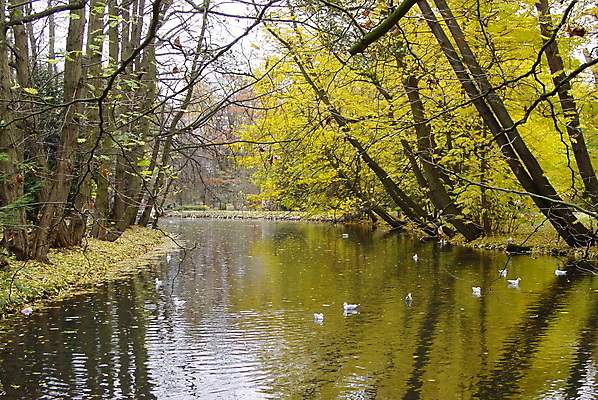 포토 JPG 해외이미지 나무 공원 호수 잎 오렌지 갈매기 사람없음 물 강 노란색 가을 해외포토 자연요소 식물 계절 공공시설 컬러 과일 조류 파일형식 이미지허브