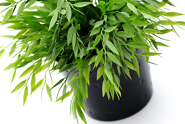 포토 JPG 해외이미지 식물 그릇 잎 자연 사람없음 초록색 검은색 흰색 도자기 냄비 플라스틱 묘사 거짓 고립 해외포토 식기 컬러 재질 솥 생태계 파일형식 이미지허브