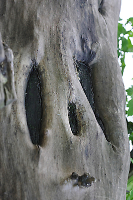 포토 JPG 해외이미지 나무 식물 부분 자연 사람 사람없음 자르기 해외포토 모션 생태계 파일형식 이미지허브