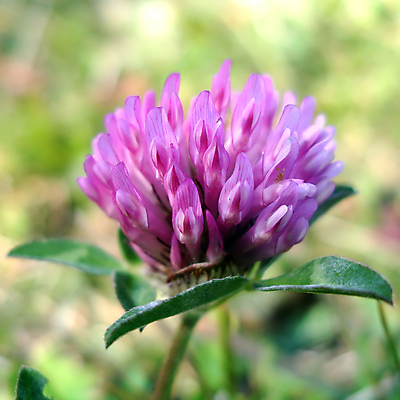 포토 JPG 해외이미지 식물 계절 공원 꽃잎 꽃 백그라운드 잎 꽃무늬 밭 자연 사람없음 빨간색 초록색 컬러풀 뷰티 약 환경 정원 벚꽃 개화 행운 닫기 클로버 약초 허브 심볼 원예 내추럴 해외포토 공공시설 컬러 컨셉 무늬 농업 의학 모션 취미 풀_식물 생태계 파일형식 이미지허브