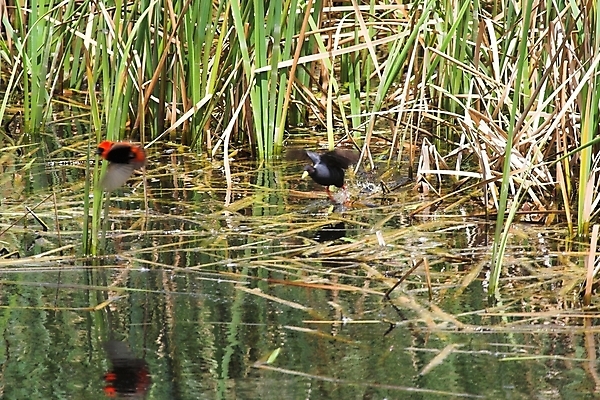 포토 JPG 해외이미지 동물 야생동물 패턴 모션 아프리카 자연 조류 사람없음 사파리 깃털 속도 부리 해외포토 나라 무늬 생태계 파일형식 이미지허브