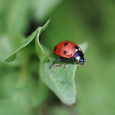 포토 JPG 해외이미지 식물 동물 계절 꽃잎 곤충 백그라운드 잎 자연 안테나 초원 사람없음 야외 장식 빨간색 초록색 여름 뷰티 머리 환경 정원 검은색 봄 흰색 점 닫기 벌레 작음 딱정벌레 묘사 싱글 데이지 무당벌레 금잔화 생태학 해외포토 교육 꽃 컬러 통신 모션 신체부위 크기 생태계 파일형식 이미지허브