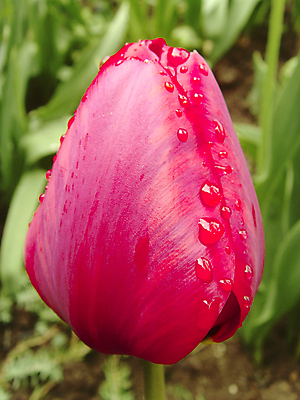 포토 JPG 해외이미지 식물 디자인 계절 꽃잎 꽃 분홍색 꽃다발 백그라운드 잎 꽃무늬 패턴 자연 휴가 친절 발렌타인데이 사랑 사람없음 장식 빨간색 초록색 물 뷰티 보라색 봄 낭만 젖음 튤립 물방울 인사 신선 신용카드 심플 내추럴 영원 해외포토 자연요소 감정 컬러 컨셉 무늬 데이이벤트 금융 예절 생태계 파일형식 이미지허브
