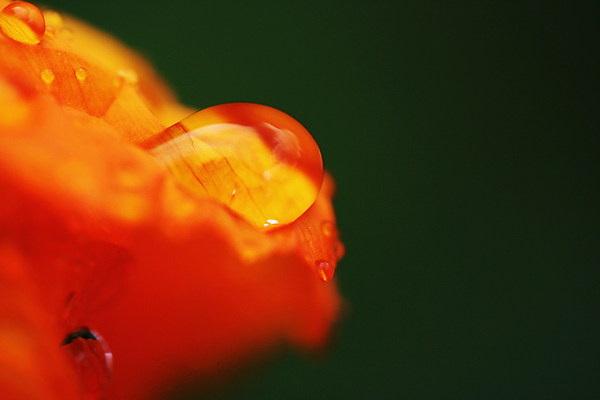 포토 JPG 해외이미지 꽃잎 꽃 오렌지 날씨 사람없음 물 봄 젖음 신선 빗방울 양귀비 해외포토 자연요소 식물 계절 과일 비_날씨 파일형식 이미지허브