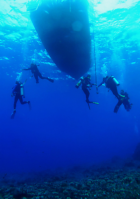 포토 JPG 해외이미지 모래 바다 어류 사람없음 물 파란색 검은색 수중 미국 바 산호 먹이 다이빙 하와이 육식동물 장면 암초 병정 해외포토 자연요소 동물 컬러 북아메리카 수영 수중동물 자포동물 수중스포츠 파일형식 이미지허브