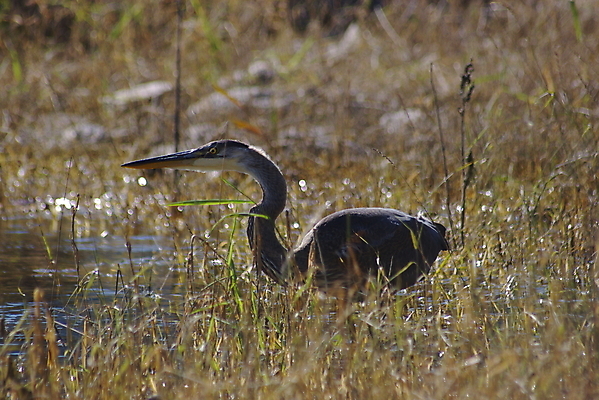 포토 JPG 해외이미지 야생동물 자연 조류 사람없음 연못 황무지 왜가리 동물상 해외포토 동물 조형물 생태계 파일형식 이미지허브