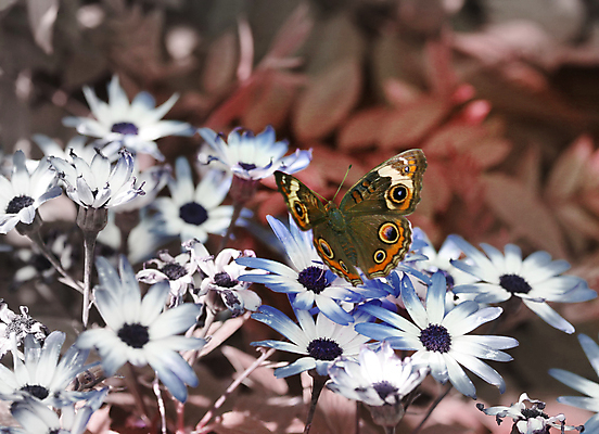 포토 JPG 해외이미지 나비 곤충 날개 자연 안테나 사람없음 야외 평화 정원 원예 변태 해외포토 동물 컨셉 통신 취미 생태계 파일형식 이미지허브