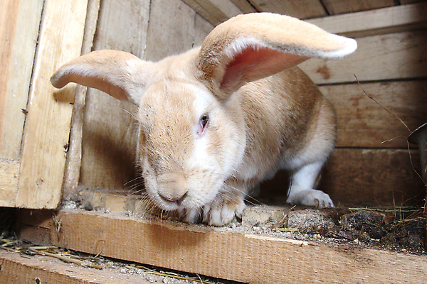 포토 JPG 해외이미지 동물 장난 수염 털 육류 사람없음 반려동물 토끼 설치류 귀 솜털 해외포토 식재료 포유류 신체부위 파일형식 이미지허브