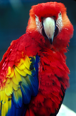 포토 JPG 해외이미지 동물 조류 사람없음 닫기 앵무새 진홍색 해외포토 모션 빨간색 파일형식 이미지허브