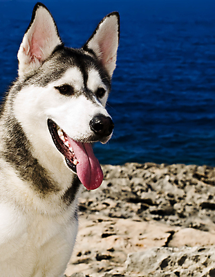 포토 JPG 해외이미지 시선 새끼 장난 자연 사람없음 개 강아지 북극 호기심 사냥 사냥꾼 북쪽 송곳니 경보 기르기 복종 시베리아 충실 해외포토 동물 직업 감정 컨셉 포유류 반려동물 치아 극지방 방향 생태계 돌봄 파일형식 이미지허브