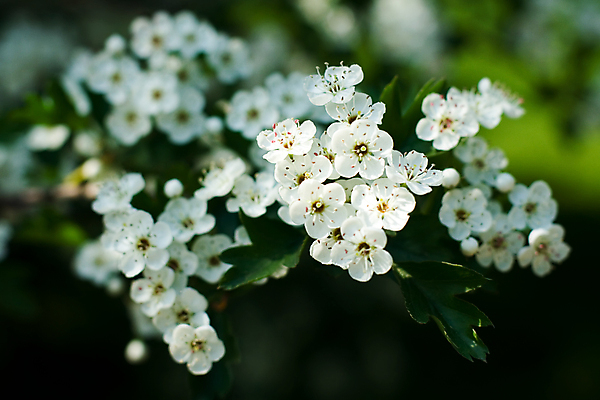 포토 JPG 해외이미지 나무 식물 공원 꽃잎 꽃 결혼 백그라운드 잎 꽃무늬 농업 과일 자연 사람없음 야외 초록색 빛 청춘 햇빛 태양 뷰티 정원 맑음 봄 성장 벚꽃 흰색 나뭇가지 시골 개화 사과 과수원 5월 향기 생태학 해외포토 자연요소 계절 공공시설 교육 산업 컬러 컨셉 무늬 날씨 이벤트 날짜 생태계 냄새 파일형식 이미지허브