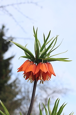 포토 JPG 해외이미지 꽃 줄기 잎 사람없음 초록색 해외포토 식물 컬러 파일형식 이미지허브