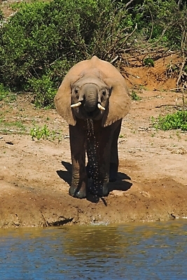 포토 JPG 해외이미지 식물 동물 음료 야생동물 여행 신체 포유류 아프리카 자연 초식동물 코끼리 사람없음 물 반사 머리 힘 마시기 황무지 위험 큼 갈증 사파리 꼬리 귀 부드러움 5 진흙 상아 멸종 거인 남아프리카 동물상 몬스터 원정 해외포토 자연요소 나라 컨셉 모션 신체부위 조형물 숫자 감각 크기 생태계 파일형식 이미지허브