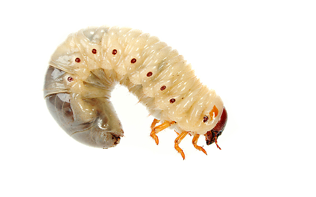 포토 JPG 해외이미지 동물 음식 곤충 학교 자연 낚시 사람없음 둥지 딱정벌레 애벌레 미끼 식민지 끈적임 해외포토 교육 레저 벌레 생태계 파일형식 이미지허브