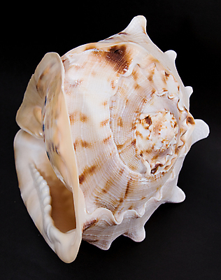 포토 JPG 해외이미지 바다 백그라운드 자연 연체동물 나선형 사람없음 껍질 흰색 원형 가장자리 소라 오브젝트 싱글 달팽이 해외포토 도형 컬러 무늬 어패류 무척추동물 둘레 생태계 파일형식 이미지허브