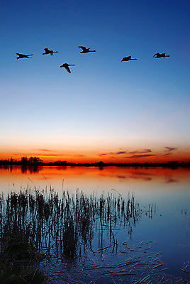 포토 JPG 해외이미지 해외풍경 자연 조류 하늘 사람없음 야외 반사 일몰 비행 풀 야간 해외포토 자연요소 식물 동물 해외 풍경 노을 생태계 파일형식 이미지허브