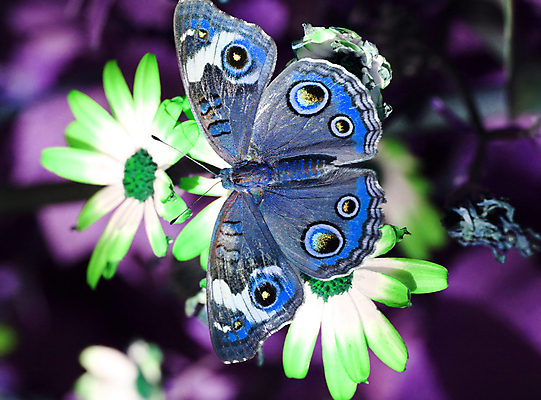 포토 JPG 해외이미지 나비 곤충 날개 자연 안테나 사람없음 야외 평화 정원 원예 변태 해외포토 동물 컨셉 통신 취미 생태계 파일형식 이미지허브