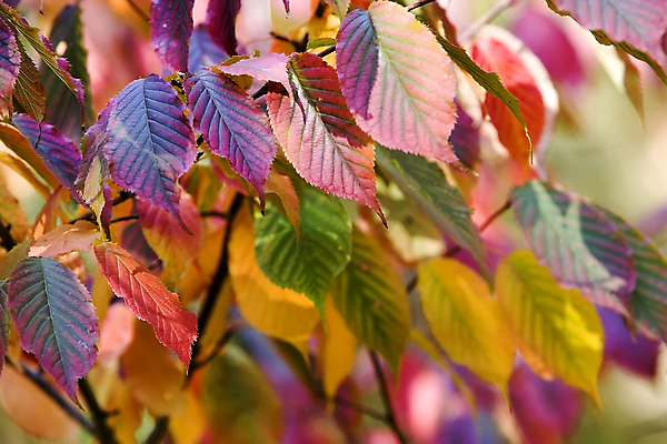 포토 JPG 해외이미지 나무 계절 백그라운드 잎 패턴 자연 추상 풍경 사람없음 야외 빨간색 초록색 파란색 태양 노란색 환경 가을 숲 10월 강렬 해외포토 자연요소 식물 컬러 무늬 날짜 생태계 파일형식 이미지허브