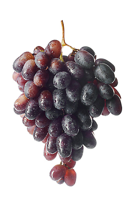 포토 JPG 해외이미지 식물 계절 열매 음식 농업 과일 재료 자연 포도 건강 사람없음 빨간색 물 농작물 보라색 검은색 수확 성장 떨어짐 이슬 다발 먹기 심볼 포도밭 포도나무 고립 숙성 채식주의자 해외포토 자연요소 산업 컬러 컨셉 밭 모션 과일나무 생태계 채식 파일형식 이미지허브