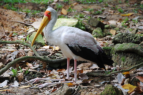 포토 JPG 해외이미지 야생동물 조류 동물원 사람없음 깃털 부리 동물상 황새 해외포토 동물 조형물 파일형식 이미지허브