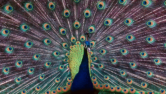 포토 JPG 해외이미지 동물 남자 조류 사람없음 의식 공작 깃털 꼬리 짝짓기 해외포토 사람 파일형식 이미지허브