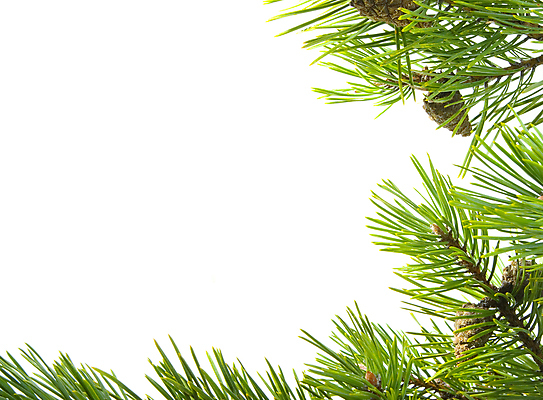 포토 JPG 해외이미지 문화 크리스마스 휴가 조명 선물 미술 사람없음 초록색 나뭇가지 축하 전나무 고립 해외포토 나무 기념일 컬러 컨셉 문화예술 파일형식 이미지허브