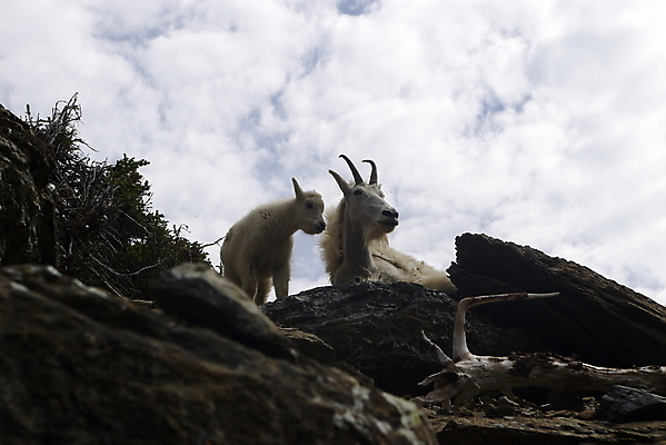 포토 JPG 해외이미지 동물 야생동물 포유류 사람없음 황무지 해외포토 파일형식 이미지허브