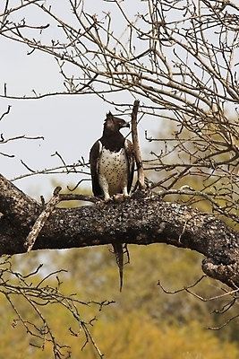 포토 JPG 해외이미지 동물 야생동물 여행 포즈 날개 파충류 아프리카 자연 조류 사람없음 머리 죽음 관찰 기다림 위험 먹이 사파리 깃털 싸움 부리 독수리 육식동물 비전 남쪽 경보 공격적 발톱 집게발 해외포토 나라 컨셉 모션 발 신체부위 방향 생태계 파일형식 이미지허브