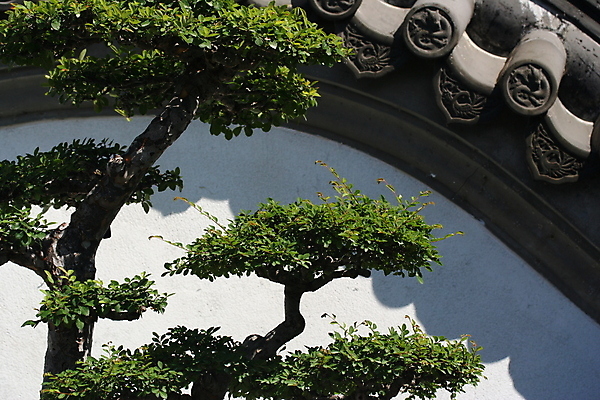 포토 JPG 해외이미지 식물 벽 동양인 사람없음 장식 일본 중국 성장 흰색 분재 해외포토 나무 아시아 컬러 인종 파일형식 이미지허브