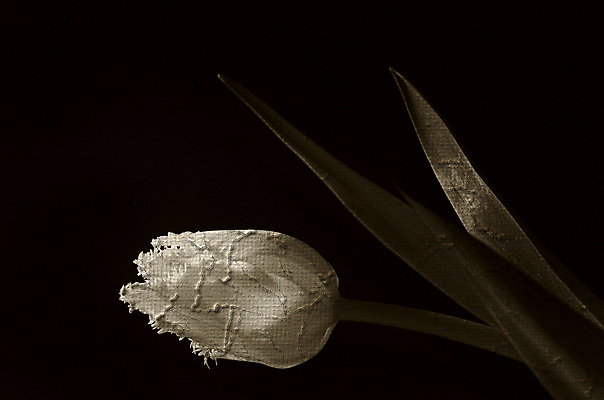 포토 JPG 해외이미지 한송이 사람없음 검은색 튤립 그림 질감 유화 해외포토 1 꽃 컬러 미술 송이 파일형식 이미지허브