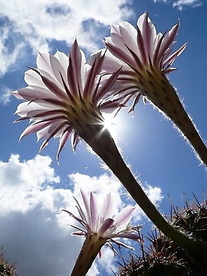 포토 JPG 해외이미지 식물 꽃잎 꽃 분홍색 꽃다발 백그라운드 꽃무늬 자연 하늘 사람없음 초록색 태양 뷰티 노란색 정원 봄 벚꽃 개화 해외포토 자연요소 계절 컬러 무늬 생태계 파일형식 이미지허브