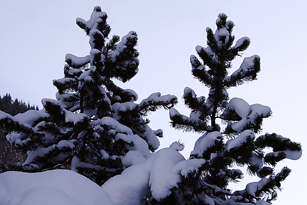 포토 JPG 해외이미지 나무 계절 크리스마스 겨울 자연 하늘 새로움 산 풍경 사람없음 파란색 얼음 축제 낭만 추위 소나무 그룹 저녁 12월 연도 서리 장면 1월 눈내림 해외포토 자연요소 식물 기념일 컬러 컨셉 눈_날씨 날짜 야간 생태계 파일형식 이미지허브