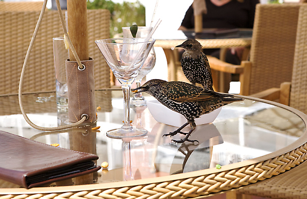 포토 JPG 해외이미지 음식 날개 자연 유리 탁자 조류 사람없음 식당 먹기 깃털 해외포토 동물 가구 모션 재질 상점 생태계 파일형식 이미지허브