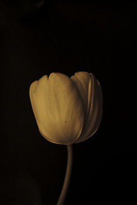 포토 JPG 해외이미지 한송이 실내 사람없음 노란색 검은색 튤립 해외포토 1 꽃 컬러 내부 송이 파일형식 이미지허브