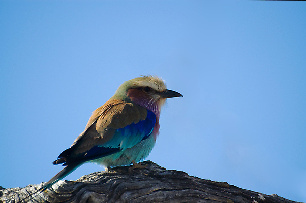 포토 JPG 해외이미지 나무 동물 야생동물 아프리카 조류 하늘 사람없음 파란색 컬러풀 뷰티 갈색 나뭇가지 사파리 깃털 꼬리 부리 롤러 라일락 보츠와나 터키석 해외포토 식물 꽃 나라 컬러 보석 파일형식 이미지허브