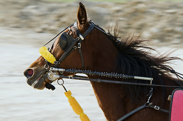 포토 JPG 해외이미지 동물 사람없음 머리 카트 레이싱 바퀴 당기기 승차 속도 코 토막 굴레 따기 선로 해외포토 레이스천 모션 시합 신체부위 직물 파일형식 이미지허브