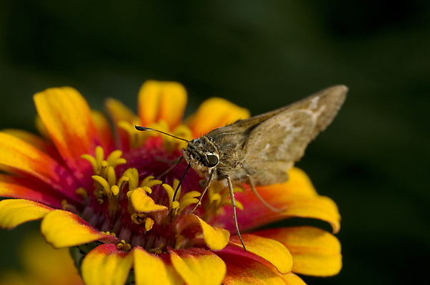 포토 JPG 해외이미지 식물 계절 꽃잎 꽃 곤충 백그라운드 오렌지 자연 사람없음 가로 빨간색 초록색 컬러풀 한개 뷰티 활발 벚꽃 매끈함 작음 환경보전 유기농 질감 부족함 해외포토 동물 1 웰빙 컬러 컨셉 과일 감각 크기 사회이슈 생태계 파일형식 이미지허브