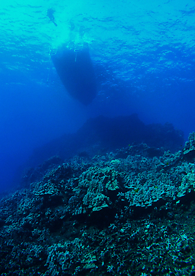 포토 JPG 해외이미지 스포츠 어류 사람없음 물 파란색 반사 수중 수영 미국 거품 보트 산호 다이빙 하와이 암초 깊이 해외포토 자연요소 컬러 북아메리카 배_교통 수중동물 수상스포츠 자포동물 수중스포츠 파일형식 이미지허브